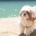 ペット繁殖インストラクター口コミ評判