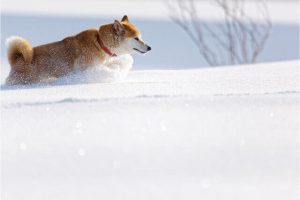 ドッグトレーニング