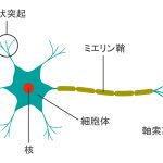 タイ古式整体資格人気比較