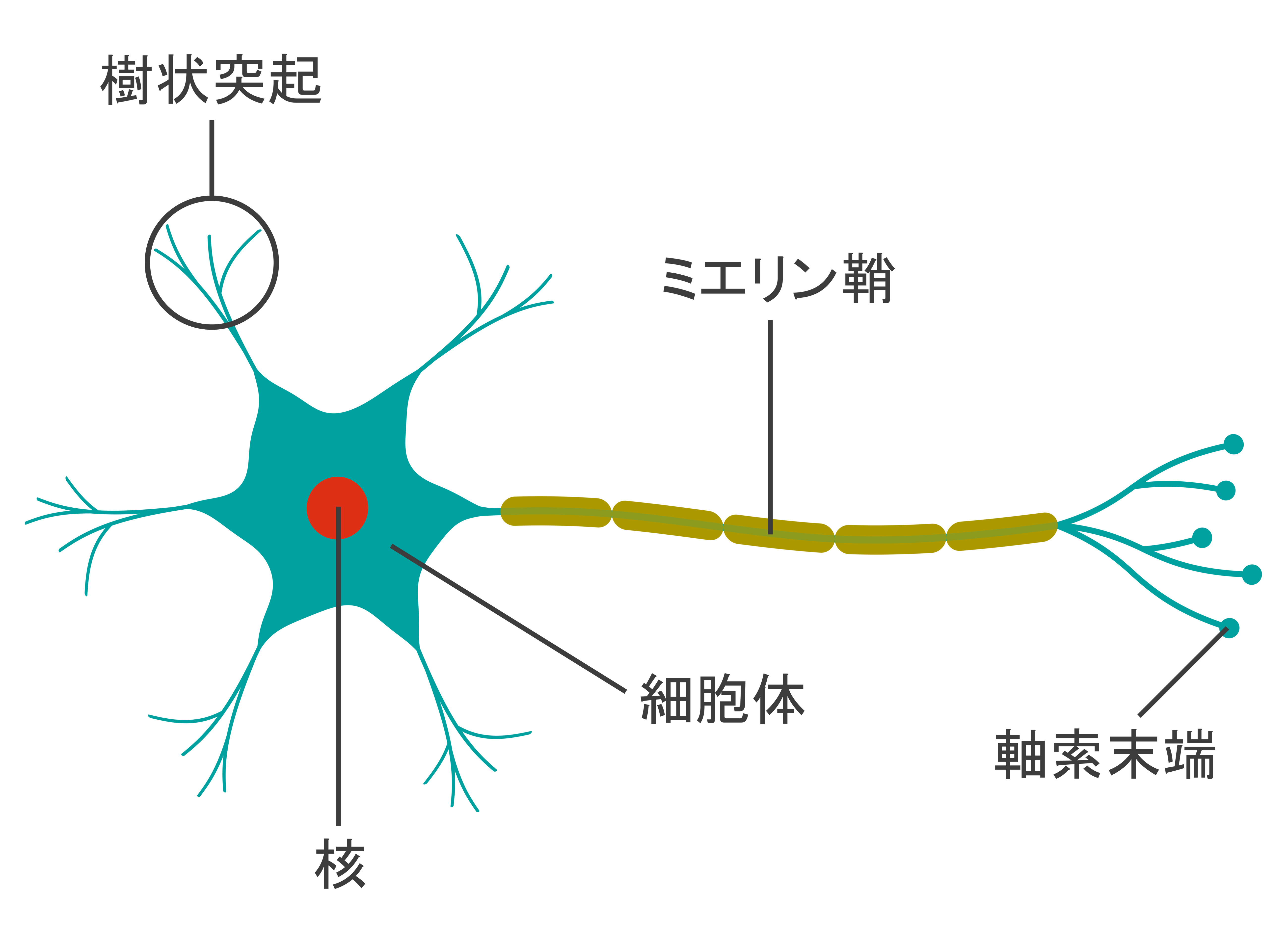 タイ古式整体資格人気比較